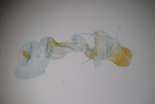 Pachycnemia tibiaria